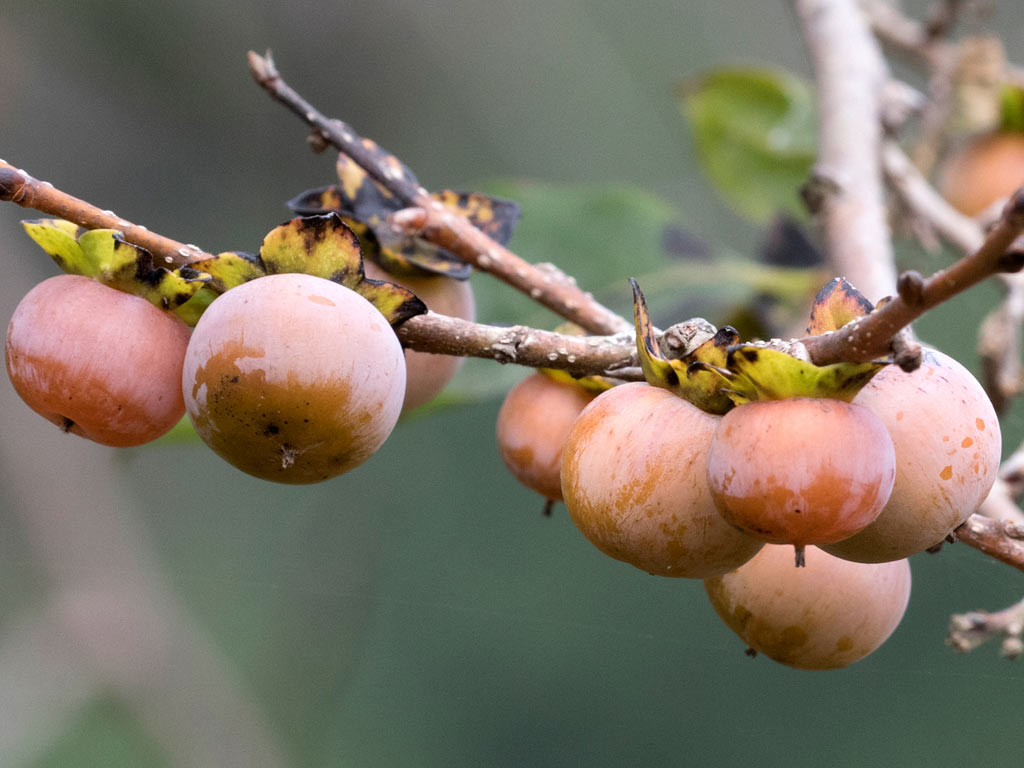 Хурма Кавказская