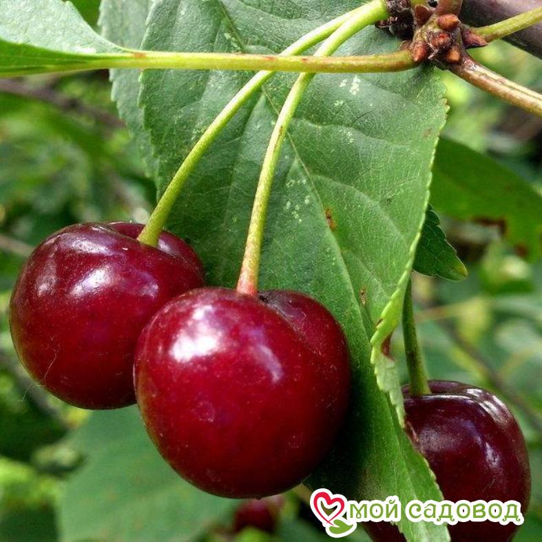 Саженцы вишни - Чудо-вишня