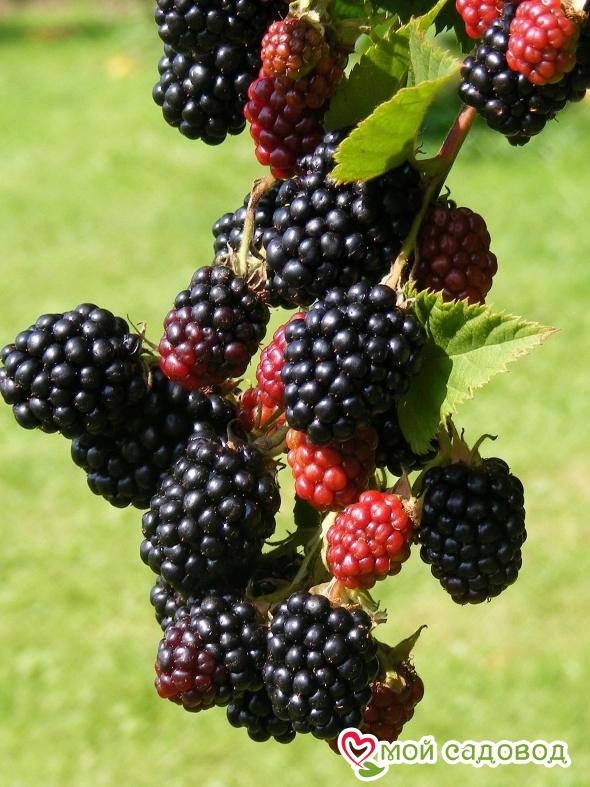 Ежемалина Марион