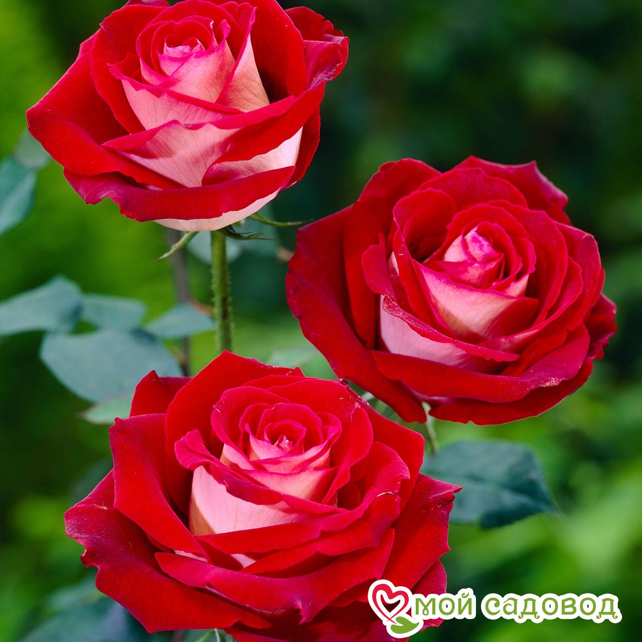 Роза чайно-гибридная Николь