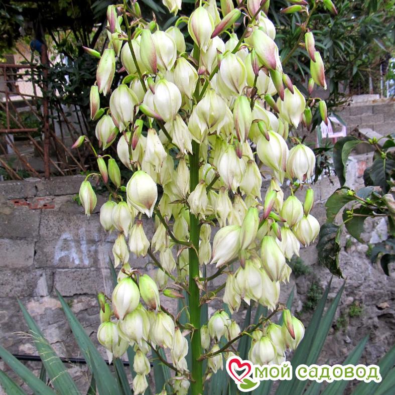 Юкка Сизая Свеча Господня