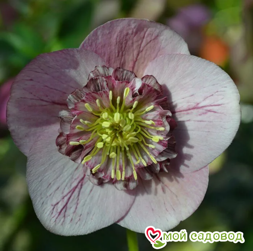 Морозник Блю анемон