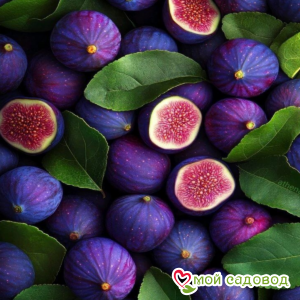 Инжир Янтарный Свет