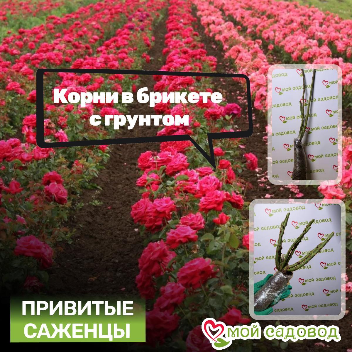 Роза чайно-гибридная Соло Скай